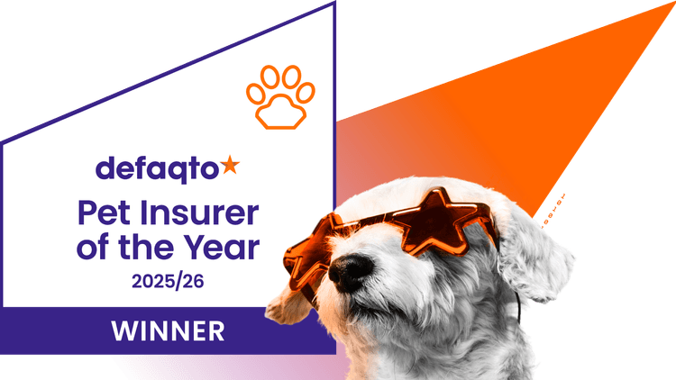 Website image Pet v2